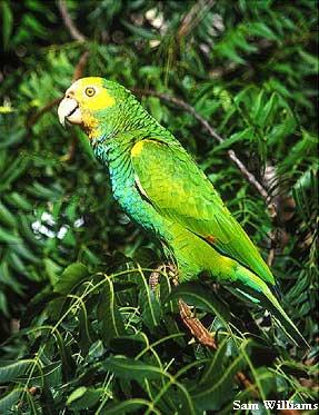 Yellow-Shouldered Amazon Parrot